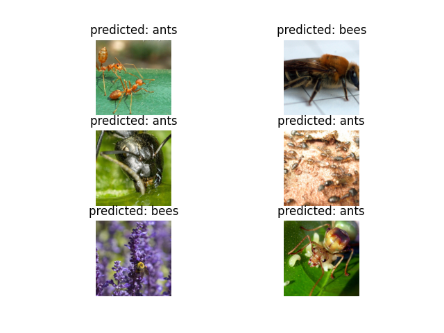 predicted: ants, predicted: bees, predicted: ants, predicted: ants, predicted: bees, predicted: ants