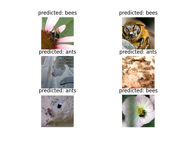 predicted: bees, predicted: bees, predicted: ants, predicted: ants, predicted: ants, predicted: bees